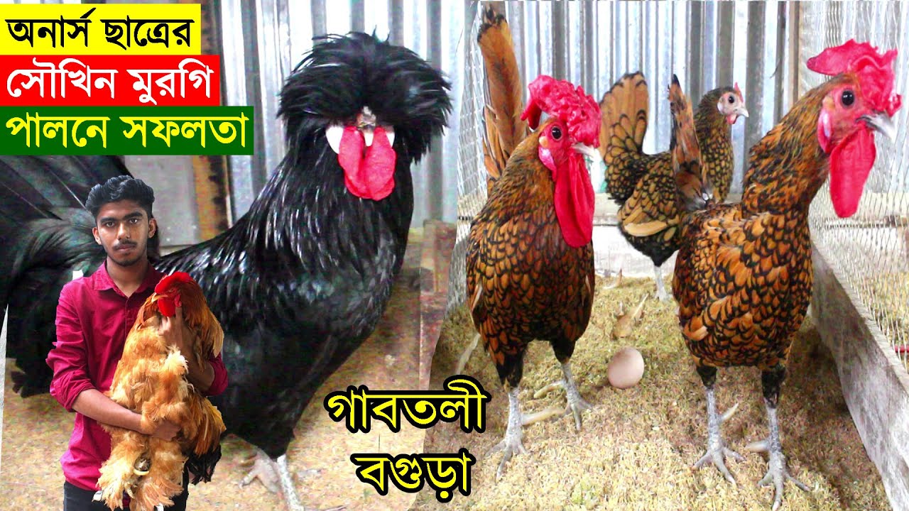 অনার্স ছাত্র বিভিন্ন জাতের সৌখিন মুরগি পালনে সফল বগুড়ার আপন ভাই | মুরগি পালন পদ্ধতি | Murgi khamar.
