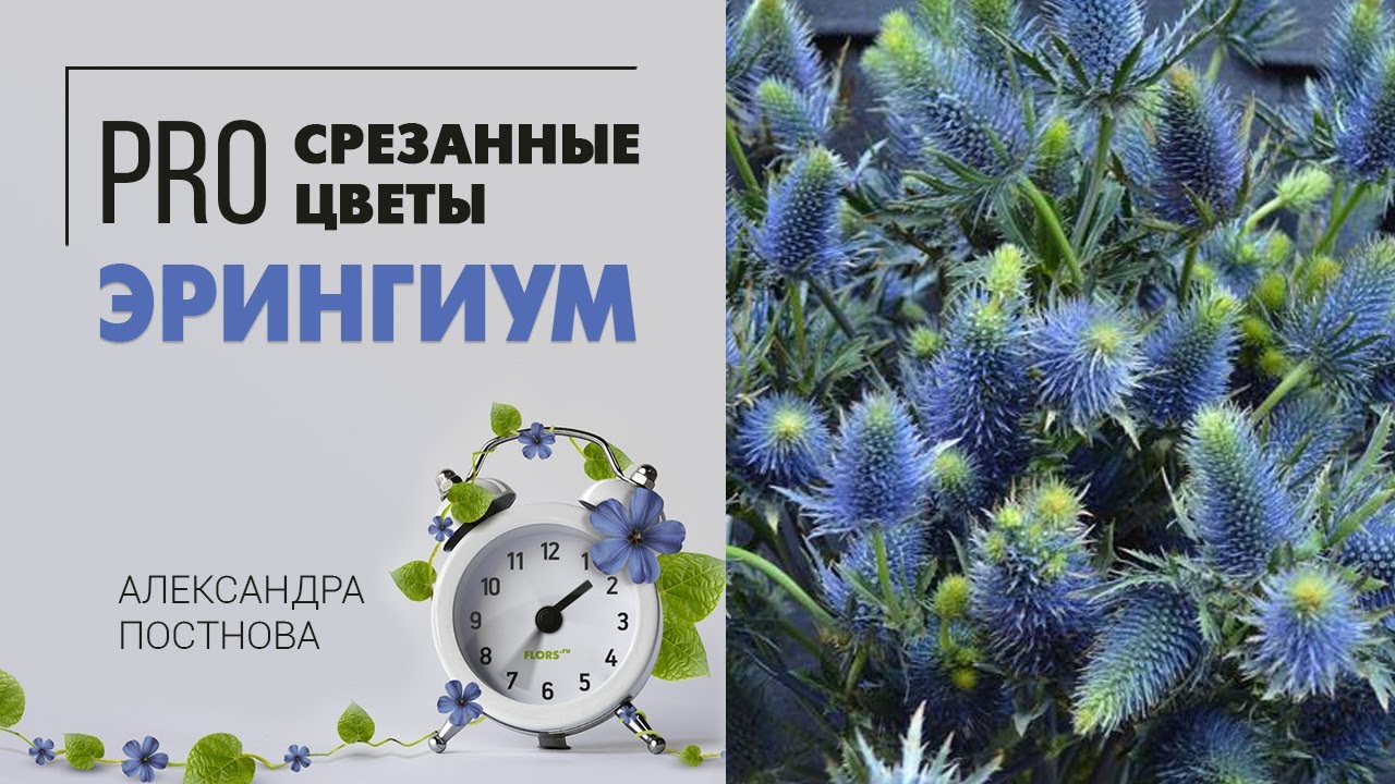 Эрингиум - НЕТ, это не чертополох | Космический экзот