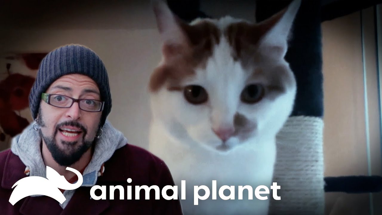 A Viral Villainous Cat Has Persona Rebrand | My Cat From Hell | Animal Planet