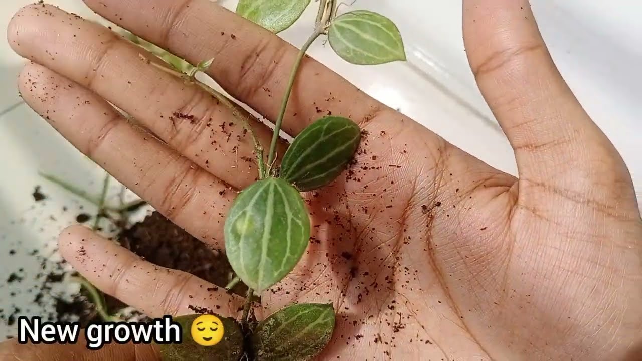 Dischidia Propagation Update/Dischidia Propagation result