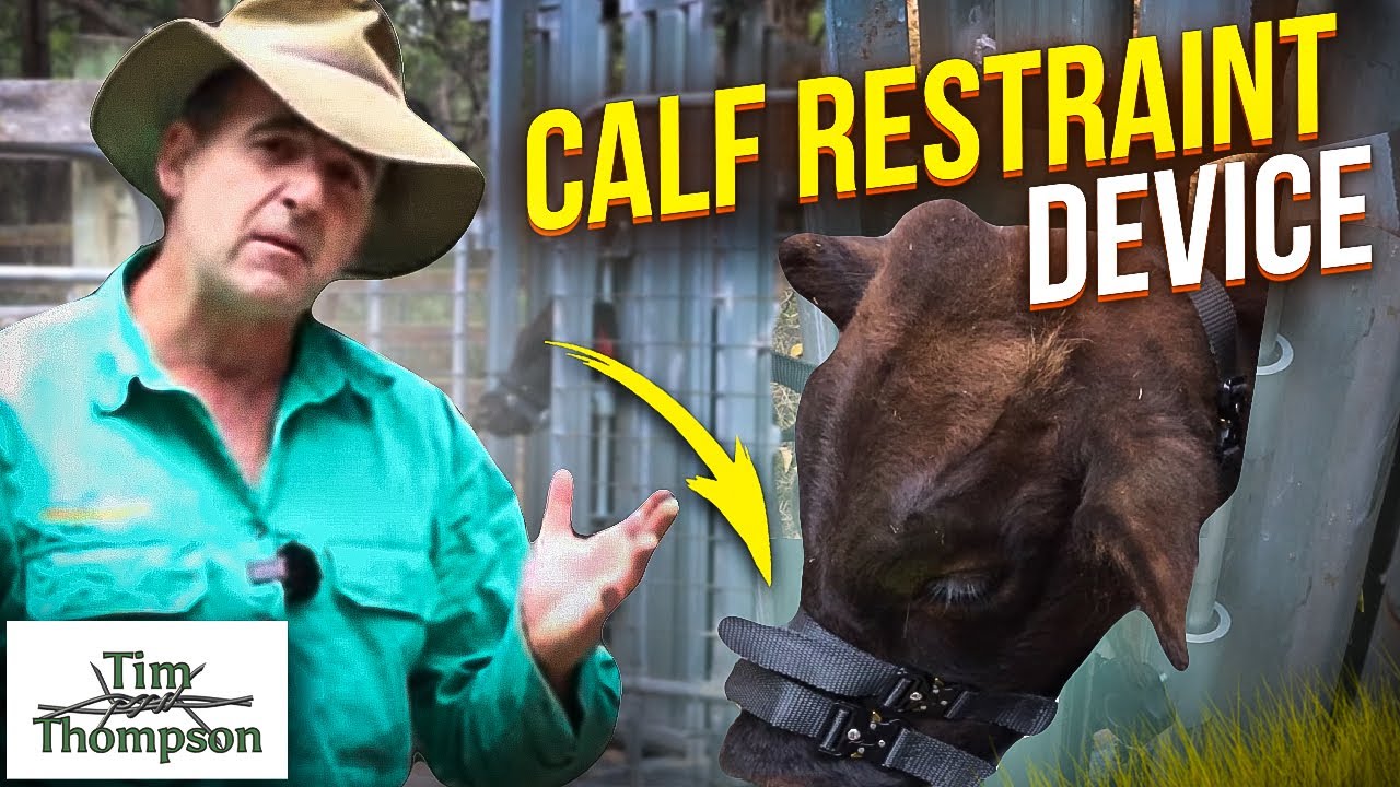 Low Stress Calf Restraint