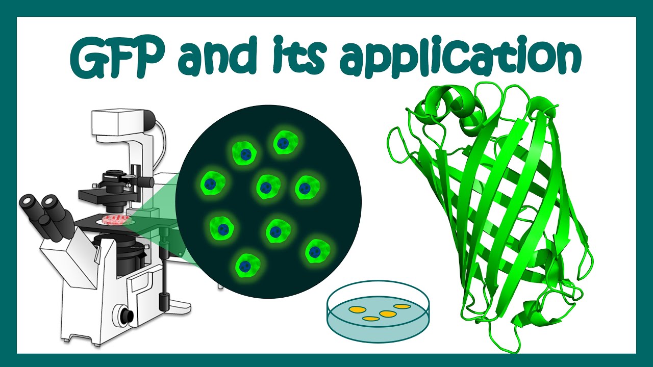 GFP and its application in biomedical research | Visualizations of cell using the GFP reporter