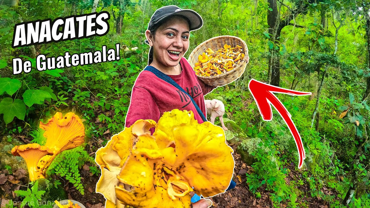 Así se busca HONGOS ANACATES en Guatemala/ el platillo exótico más delicioso del mundo..