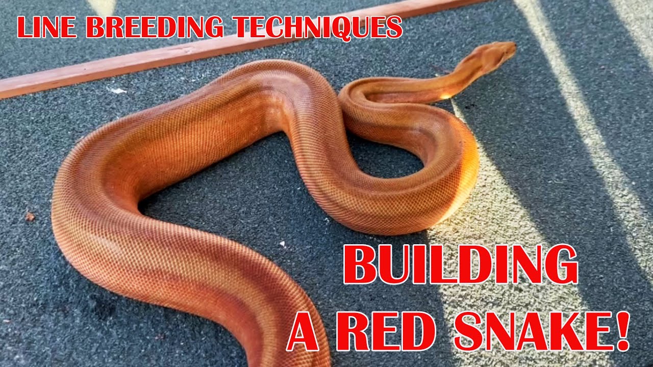 BREEDING FOR THE REDDIST BOAS!