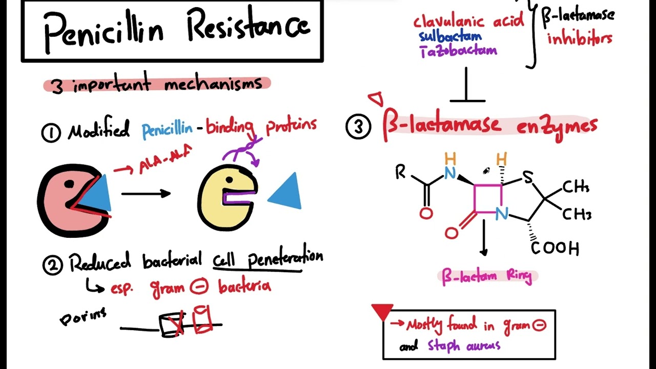 Penicillin & Antibiotics: The Ultimate USMLE Step 1 Guide!