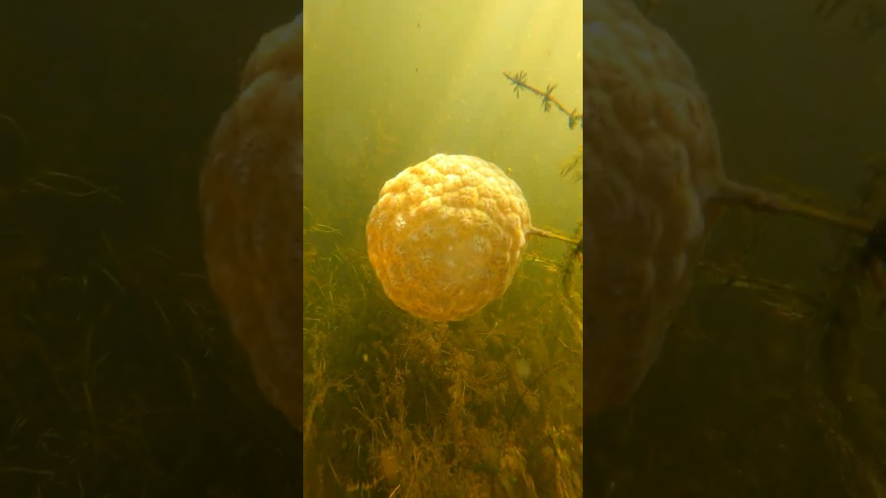 Rainy Day Snorkeling in Lake Champlain, Vermont