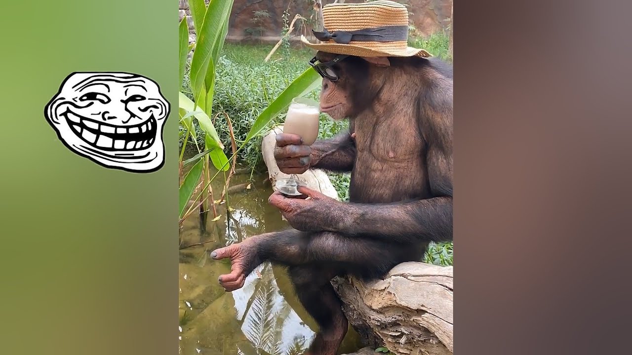 LIKE A BOSS COMPILATION#16 😎-Amazing videos on internet 2022