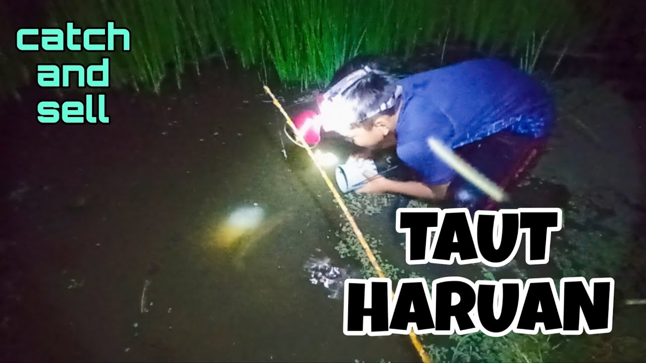 #EP964 Tahan Taut Haruan