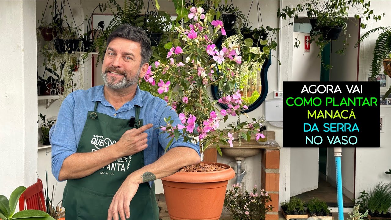 AGORA VAI! Como Plantar MANACÁ DA SERRA No Vaso