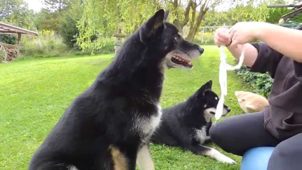 Gizmo: Training Maulkorbschlaufe