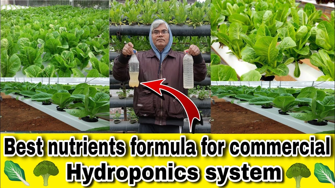 अब घर पर ही तैयार करे commercial hydroponics nutrients solution वो भी बहुत आसानी से वीडियो देखें।
