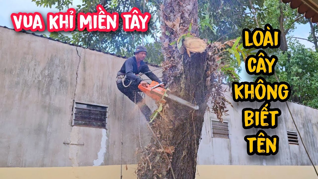 The Monkey King cut down a strange, unnamed tree at Binh Chieu Temple.