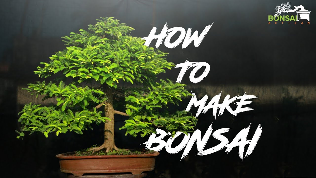 | How To Make Tamarind Bonsai From Young Plant | তেঁতুল গাছ  বনসাই পদ্ধতি | Bonsai Artisan | AQIB |