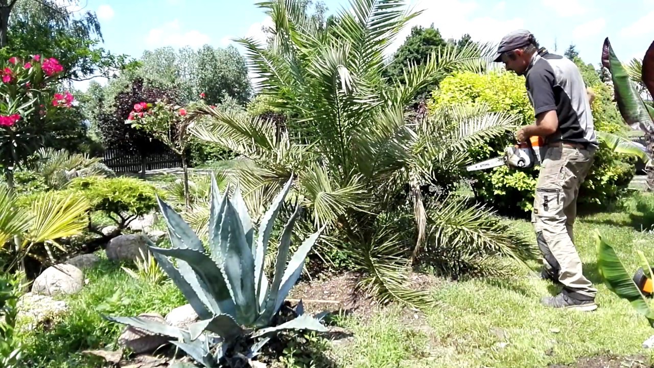 Daktylowiec kanaryjski czyli Phoenix canariensis w ogrodzie ,  Polska 27.06.2020.