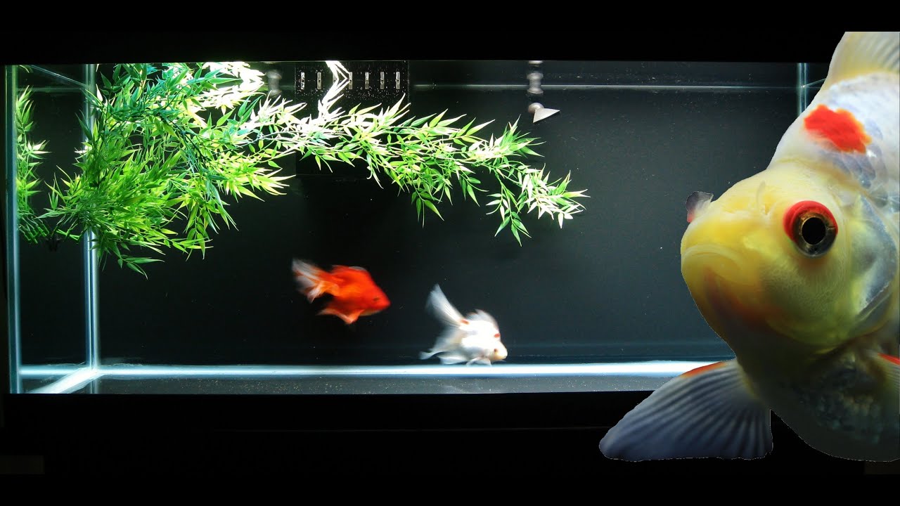 ☆ Goldfish Aquarium - Ryukins