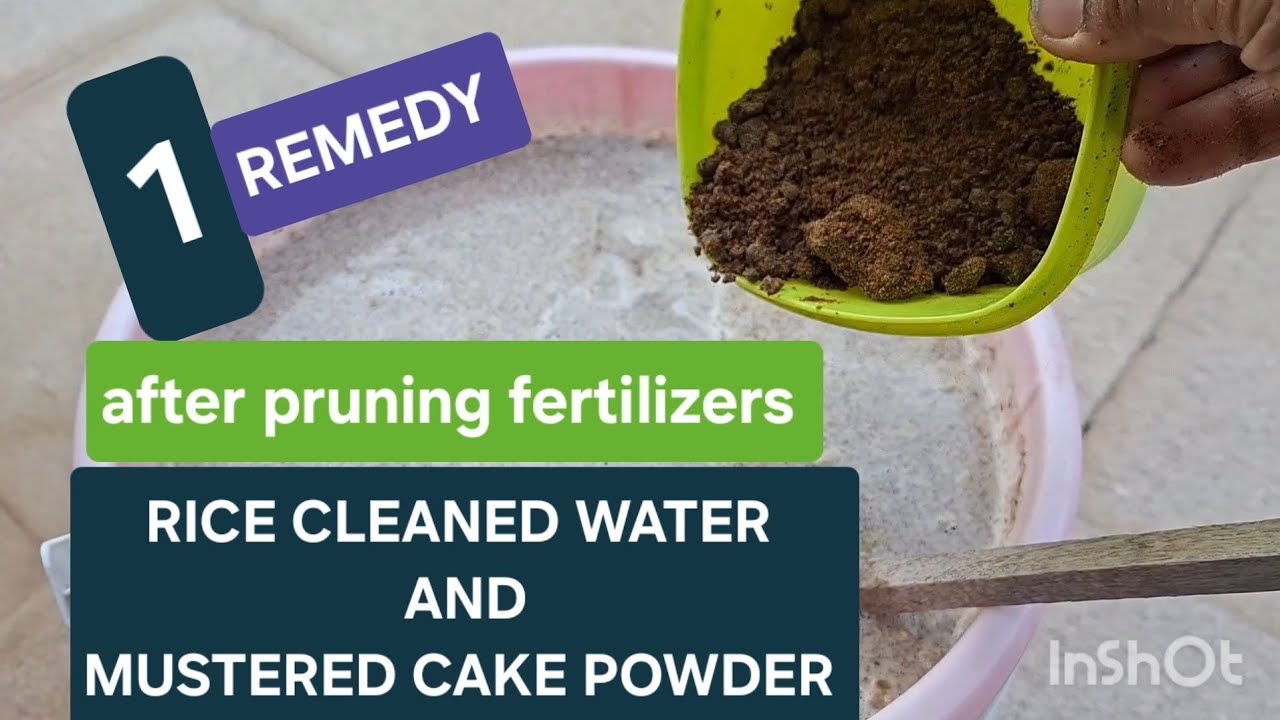 🟢 RICE CLEANED WATER AND MUSTERED CAKE POWDER LIQUID FERTILIZER AFTER PRUNING..........