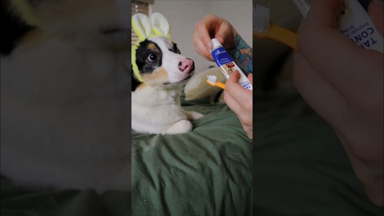 PARTE 2 D&Iacute;A DE SPA PARA MIS PERROS