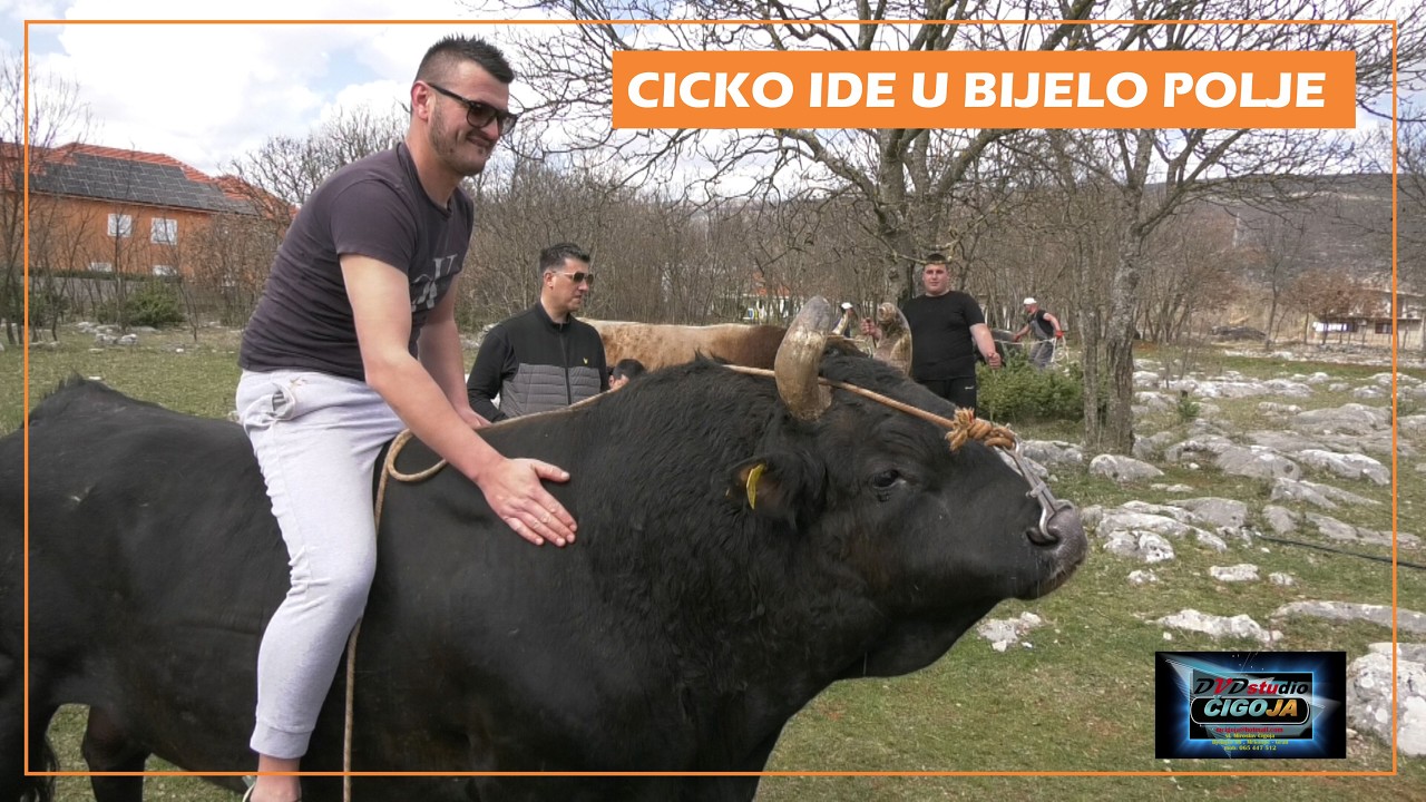 - CICKO I ZEBIĆU IDU DA BRANE TITULU U BIJELOM POLJU KOD MATEA KOMŠE