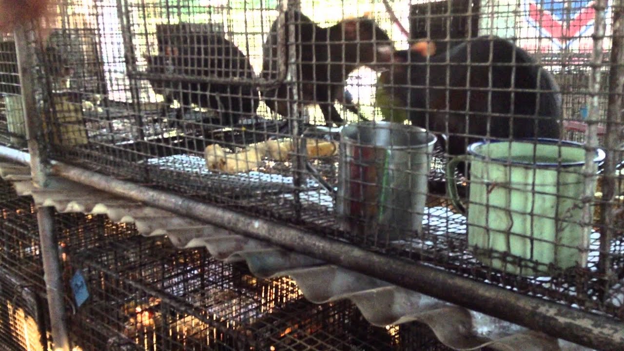 Agouti Feeding