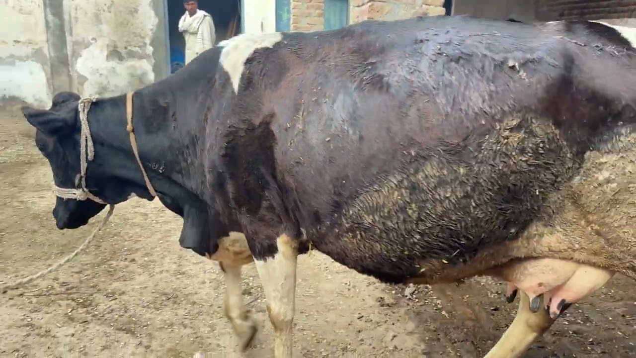 نادر بھائی نے 8بچھڑیوں والی گائے کا شوق کروایا!؟