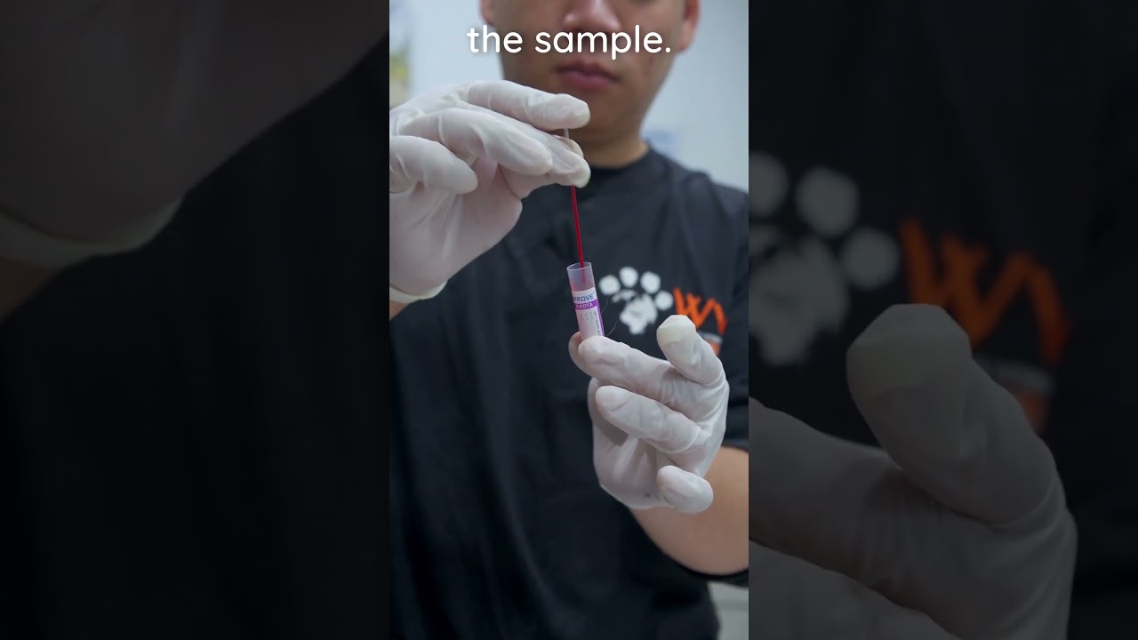 How to perform a veterinary blood smear #veterinary #clinicalskills #vetacademy #shorts #vettech