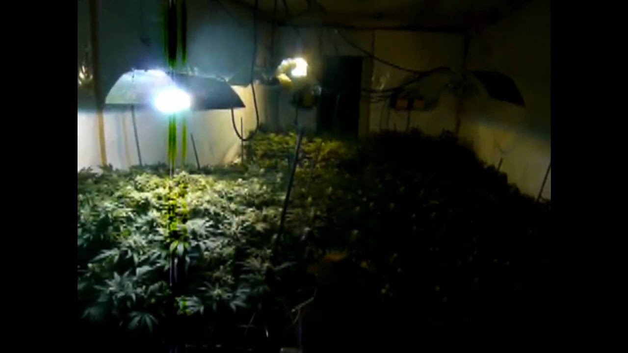 Biggest SCROG grow EVER! scrog MASTER