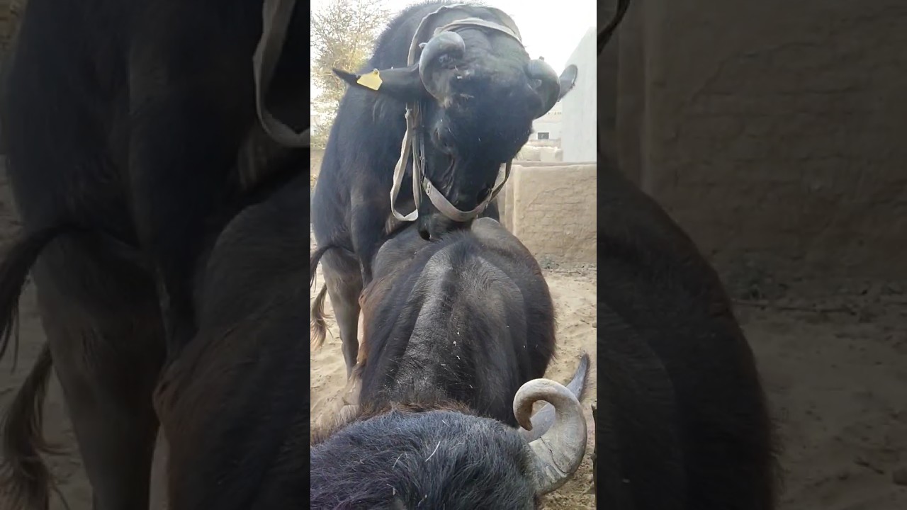 #Buffalo_BuLL #gorkhana #cow_meeting #horas #dog #wild_animal #short_video