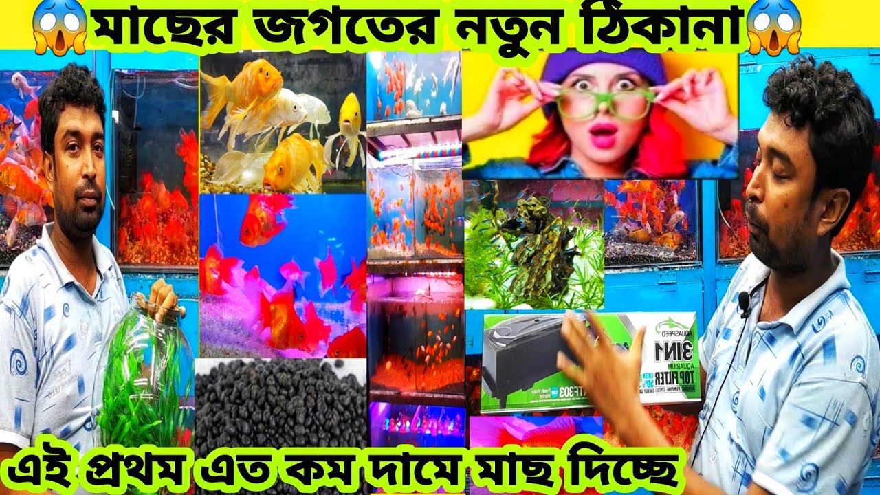 🐟এই প্রথম এত কম দামে মাছ দিচ্ছে 😱accessories price in bd||aquarium fish price in BD||fish price||