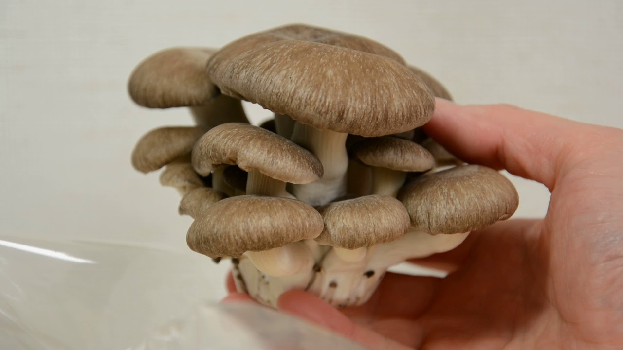 Shimofuri Hiratake [Costco Japan]  598 Yen mushroom 霜降りひらたけ コストコで購入のキノコ