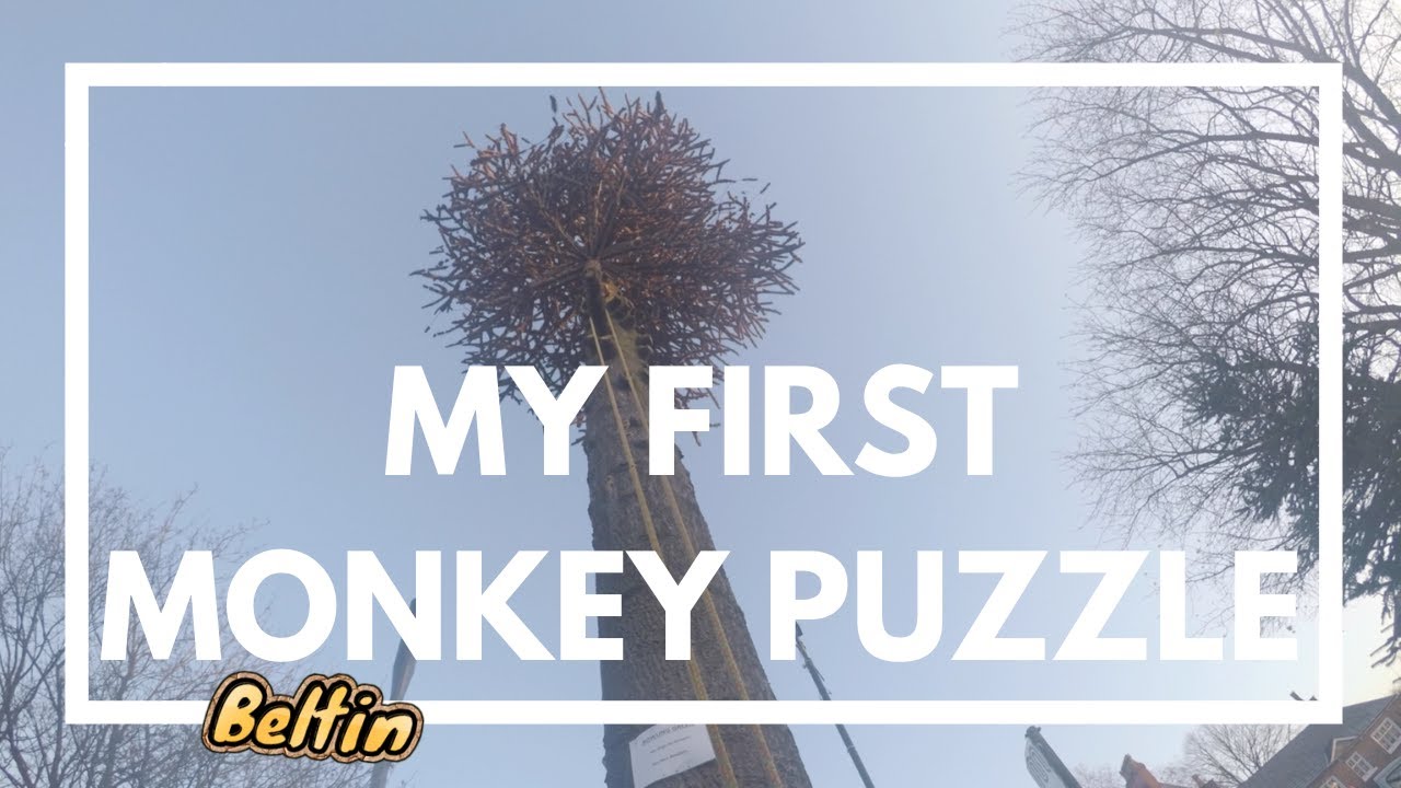 Climbing My First Monkey Puzzle Tree