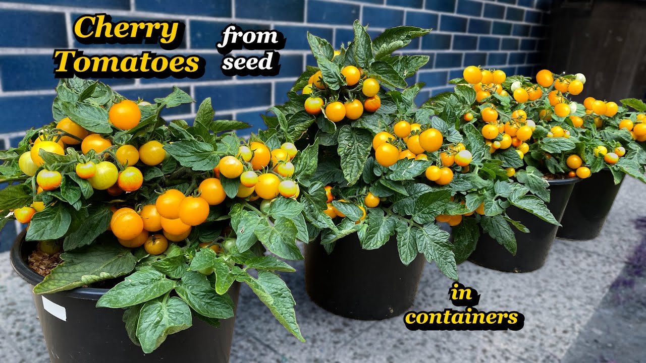 Growing Cherry Tomatoes from Seed to Harvest in Containers - Step by Step