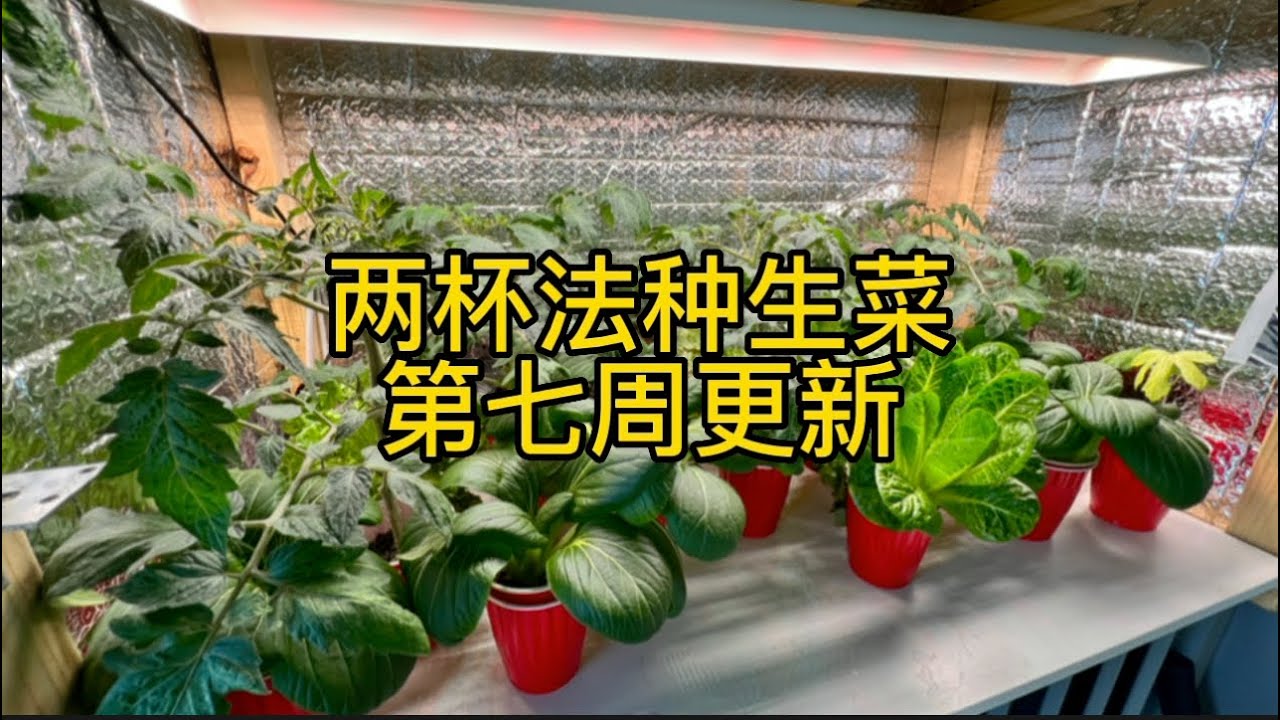 两杯法种生菜 │ 第七周更新