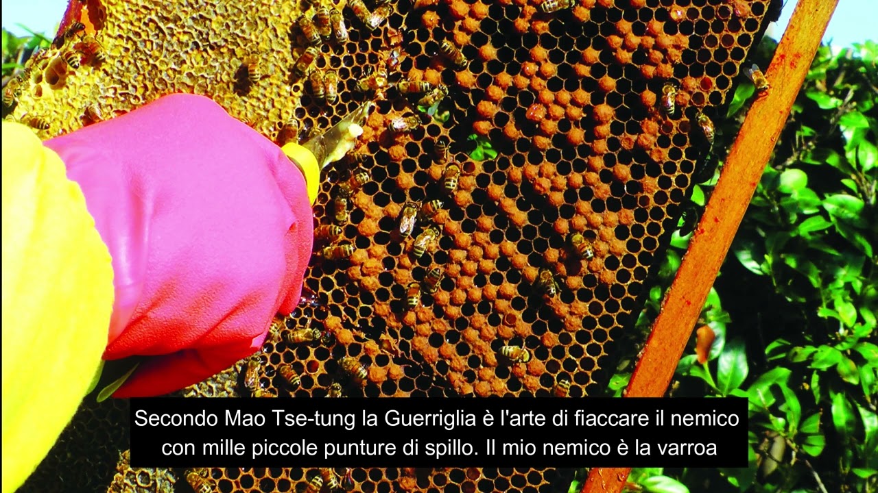 LAVORI DEL MESE: MAGGIO (A CURA DI ANDREA RAFFINETTI)