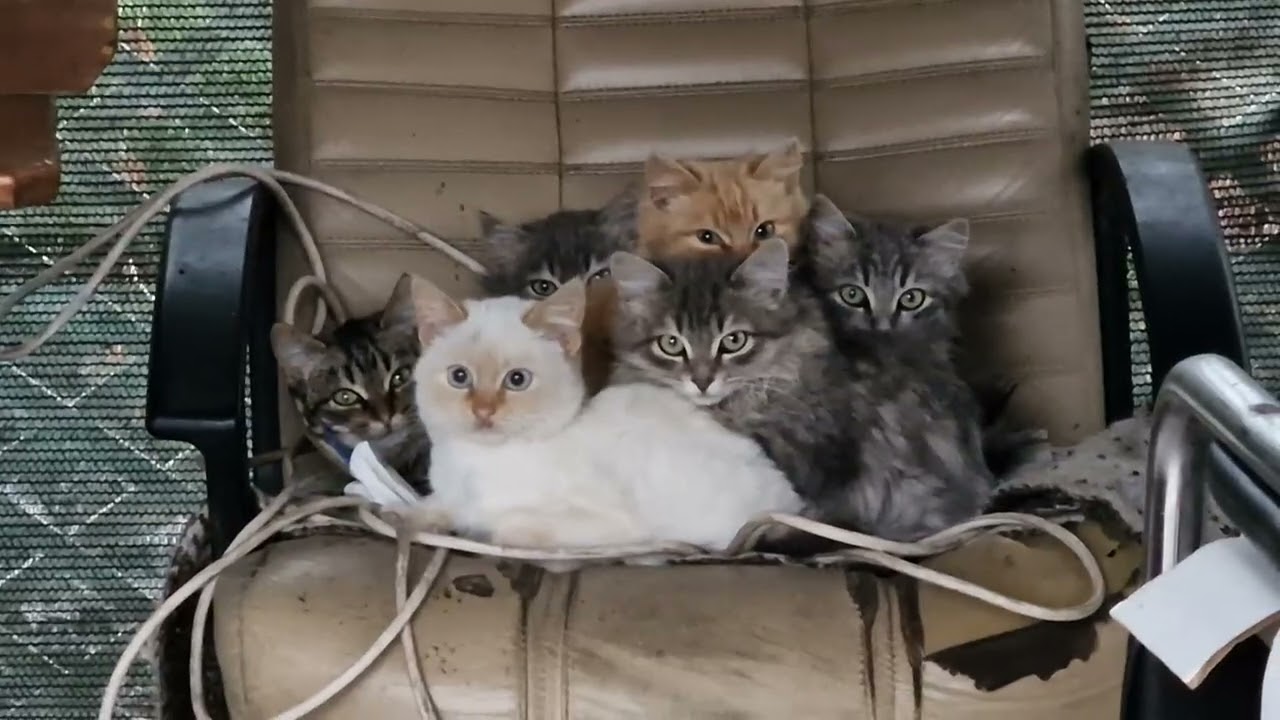 Неожиданные гости