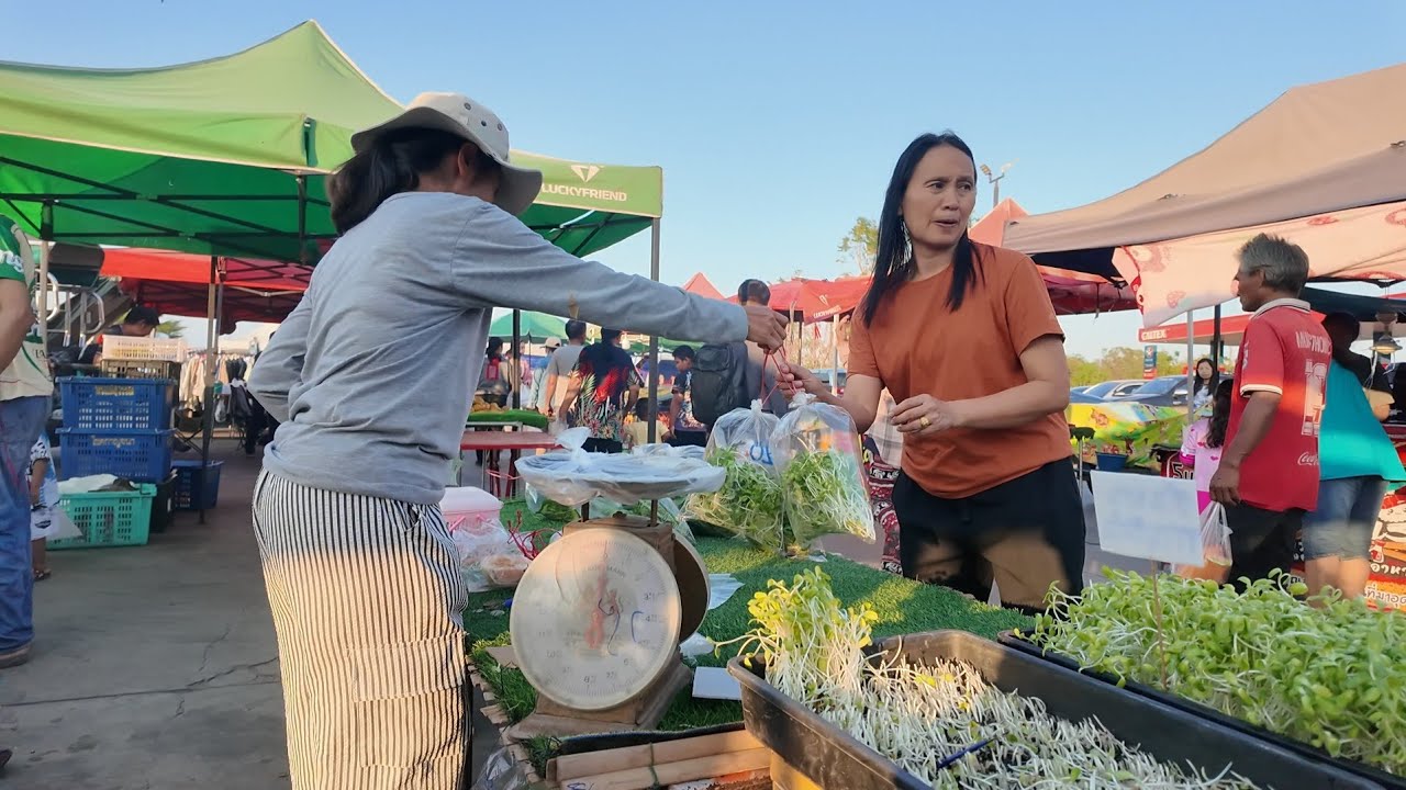 ต้นอ่อนทานตะวันตัดขายสดๆที่ตลาดลูกค้าติบรับดีมากจ้า
