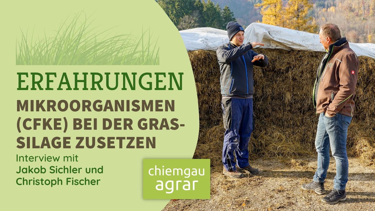 Stabile Silage | Grassilage-Behandlung mit CFKE: Erfahrungen von Jakob Sichler