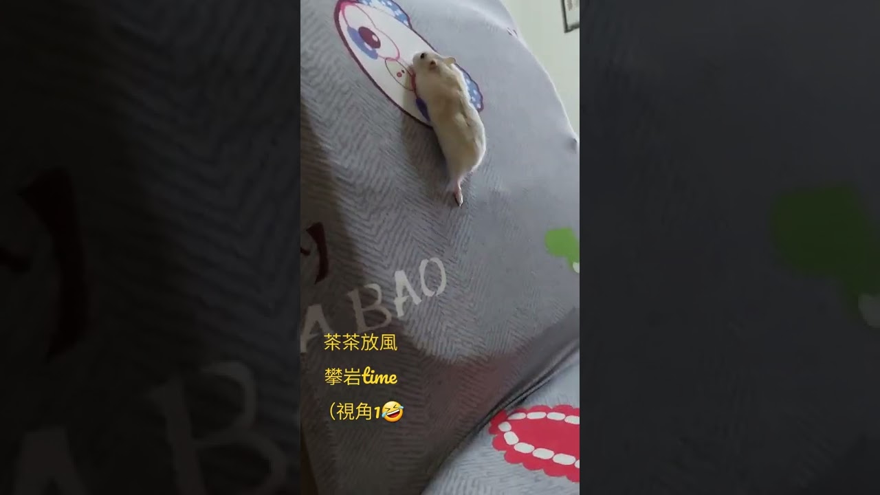220706  茶茶放風在攀岩😋（視角1）(ps有注意他的安全，放風很愛這樣亂爬）#寵物 #倉鼠 #布丁鼠