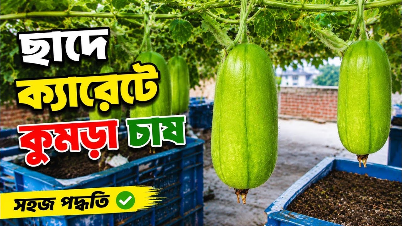 বাসার ছাদে চাল কুমড়া চাষ পদ্ধতি ও সম্পূর্ন পরিচর্যা। How to Grow winter melon on rooftop Easily