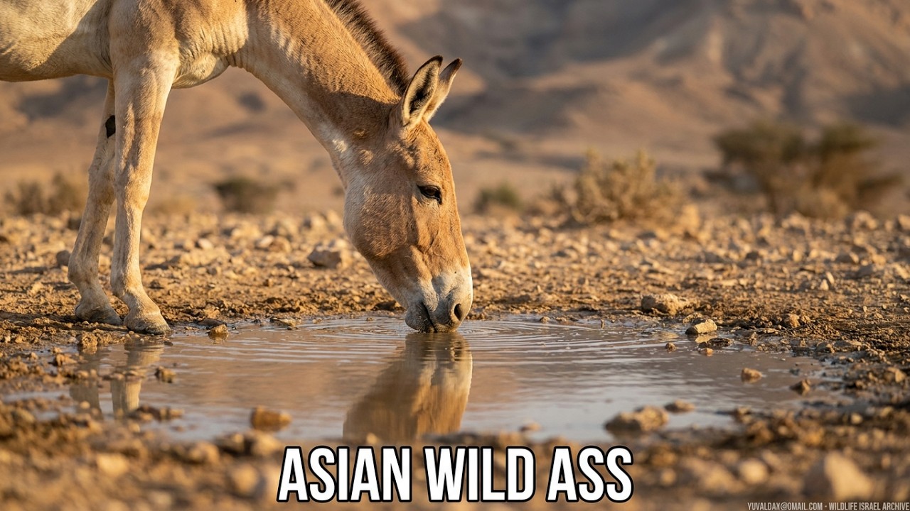 פרא /  Asian Wild Ass drinking , onager 4K