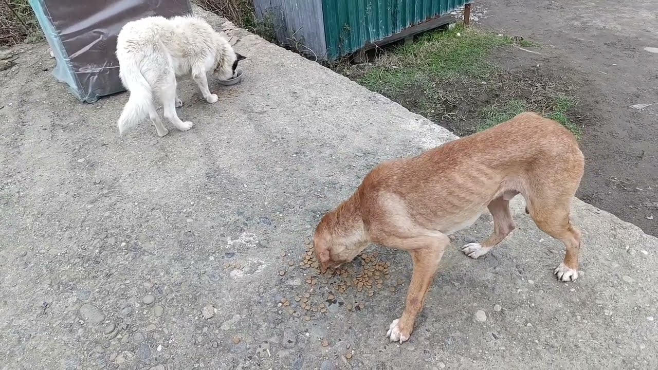 43)На зиму в Абхазию -4. На Эшерском источнике