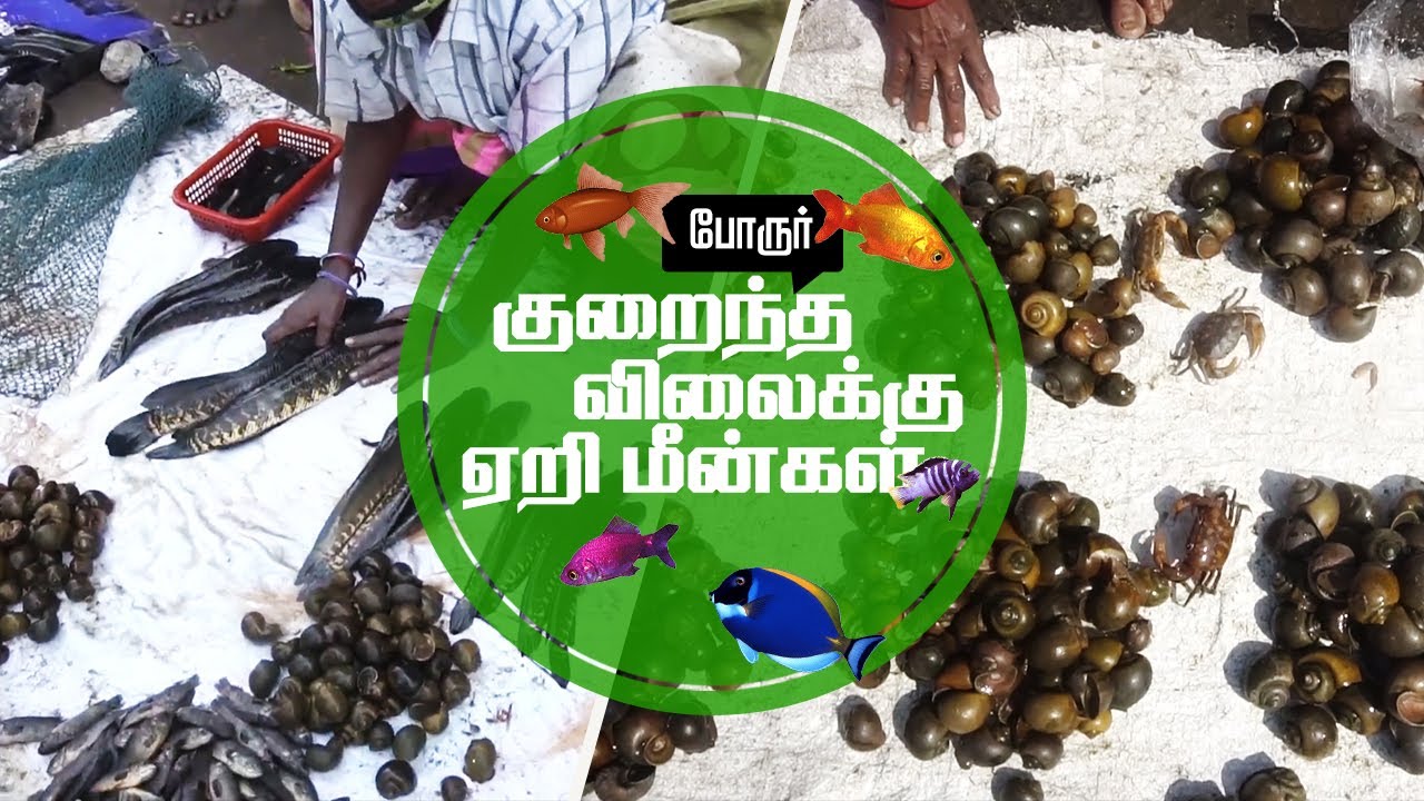 குறைந்த விலையில் ஏரி மீன் | போரூர் ஏரி மீன் மார்க்கெட்  சந்தை |   | Porur Lake Eri Live Fish Market