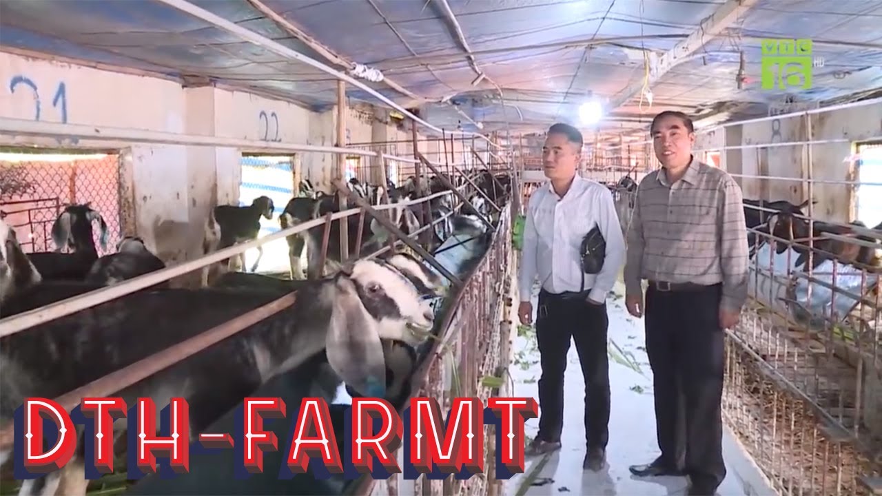 Liên Kết Nuôi Dê DTH FAMRT Với Diện Tích 2HA