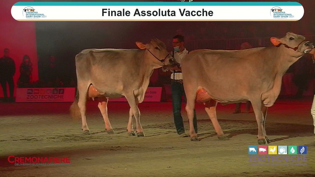 Cremona International Dairy Show 2021 - DAY 1 - Mostra Razza Bruna