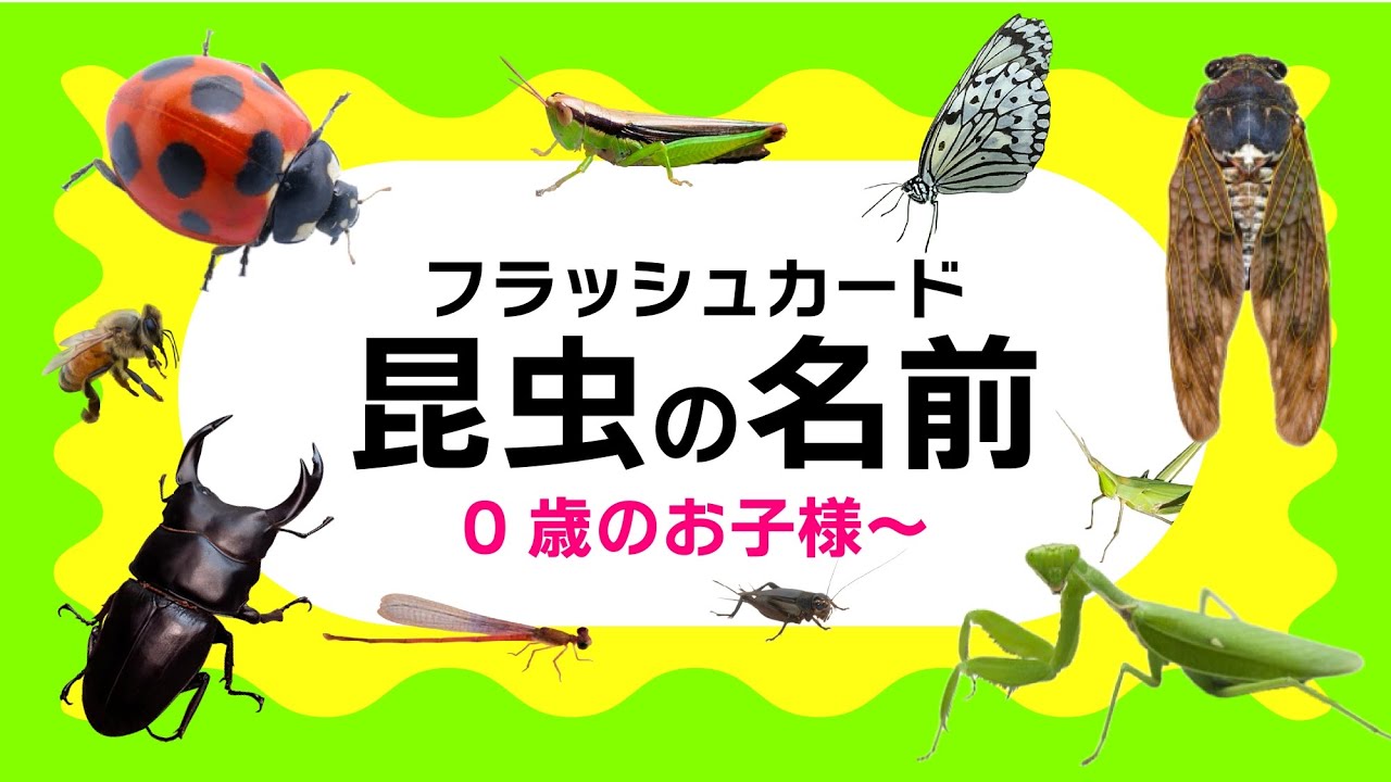 【昆虫の名前】フラッシュカード