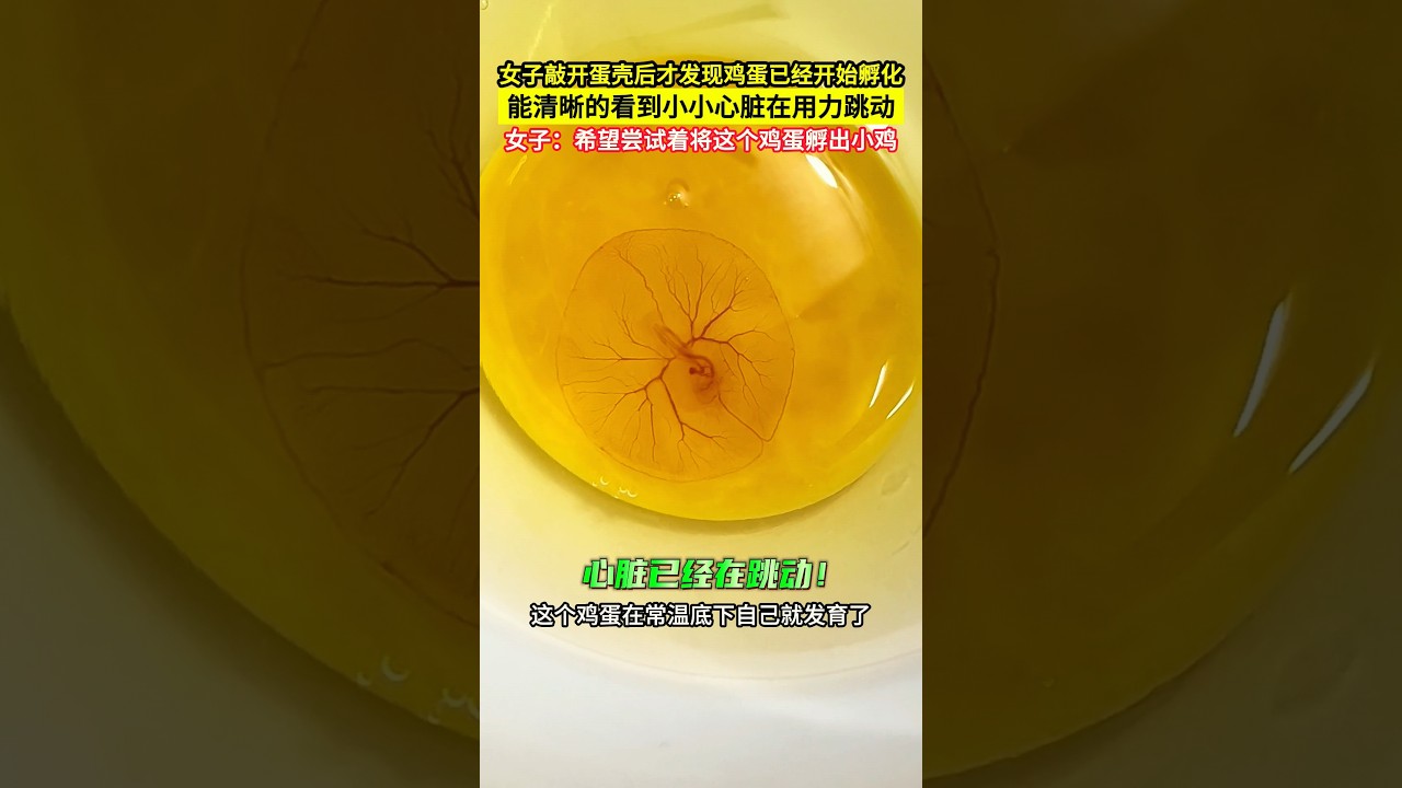 女子敲开蛋壳后发现已经开始孵化，清晰见到小心脏在用力跳动！女子称将尝试将它孵化成小鸡！