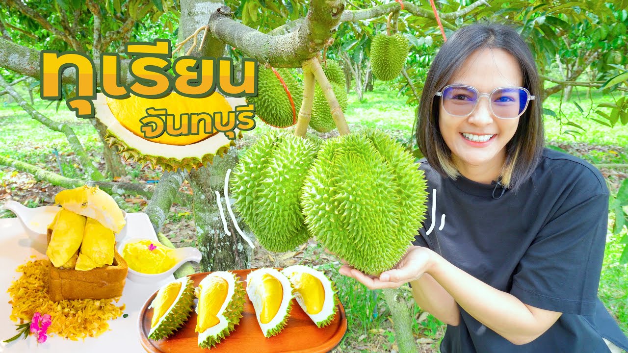 สวนทุเรียน 26พันธุ์ จันทบุรี สวนทุเรียนป้าอิ๊ด