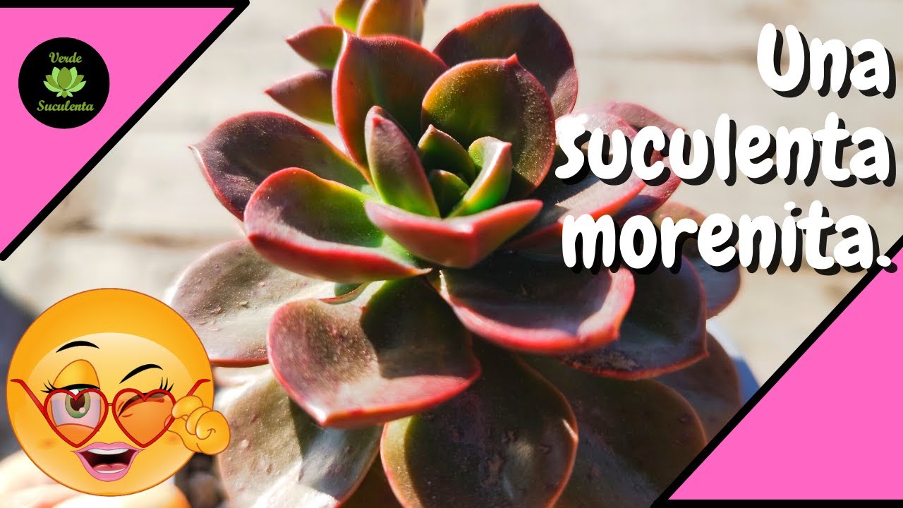 ¿Ya tienes la Echeveria melaco?