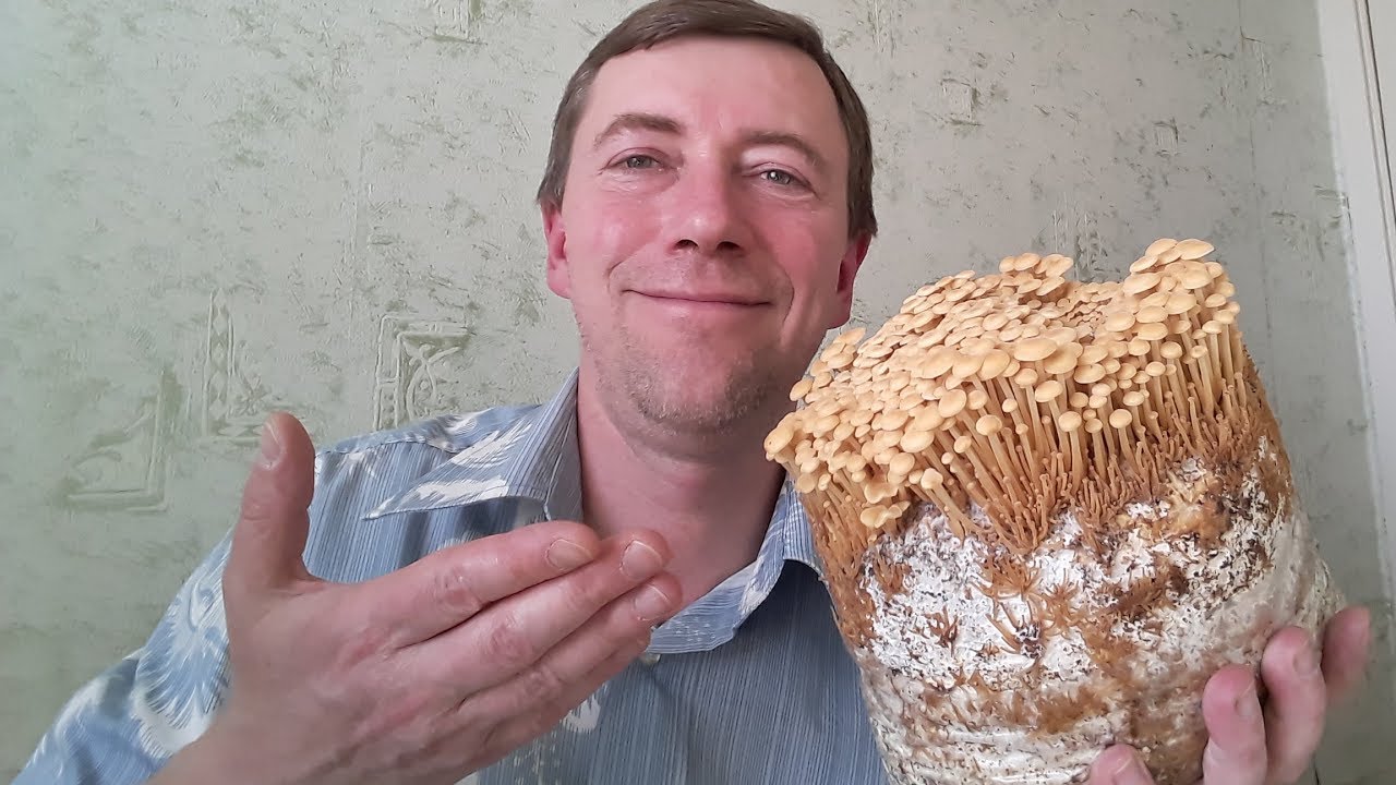 Опята гроздьями вылазят! Грибы в доме.