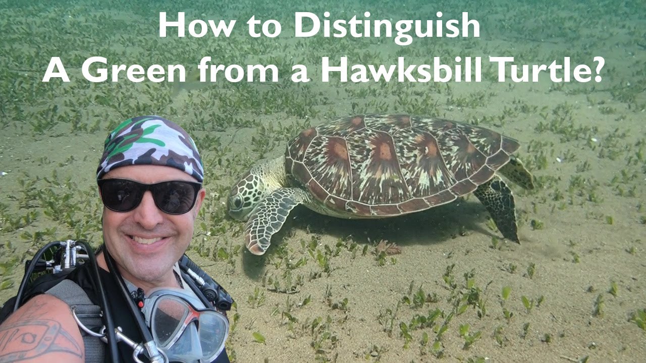 How to Distinguish a Green from a Hawksbill Turtle?