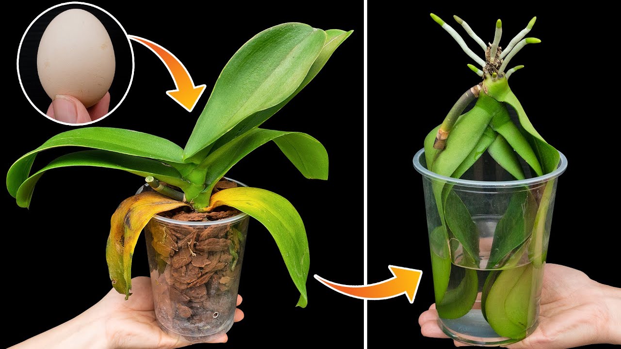 Magic for orchids with yellow leaves, root rot, revive instantly with this method!!